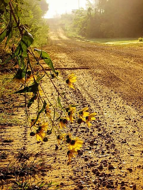 Cedar County