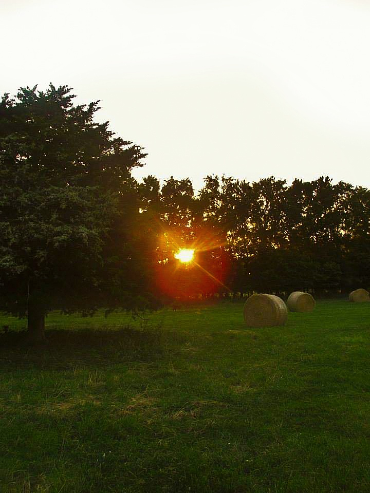 Cedar County
