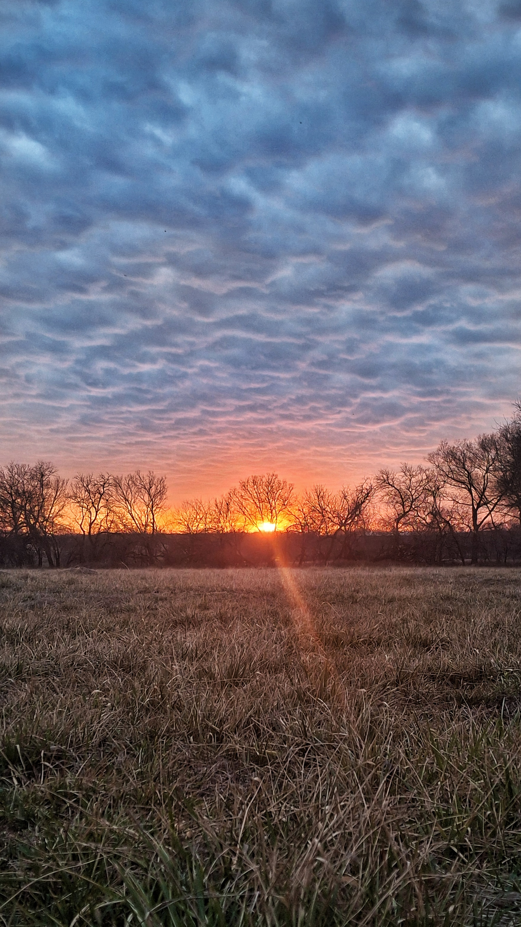 Cedar County