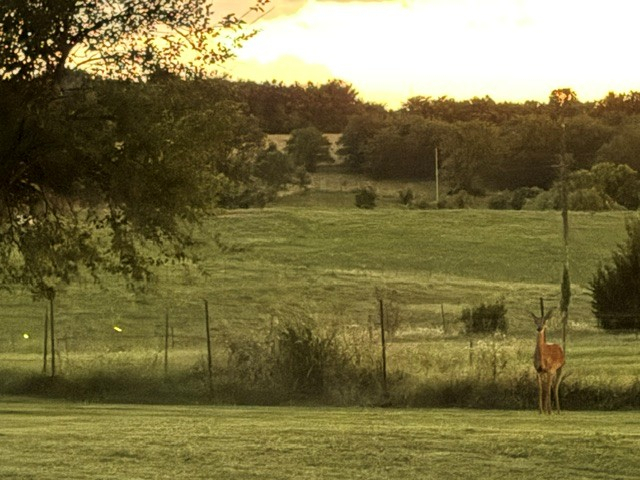 Submitted by Diana Carpenter