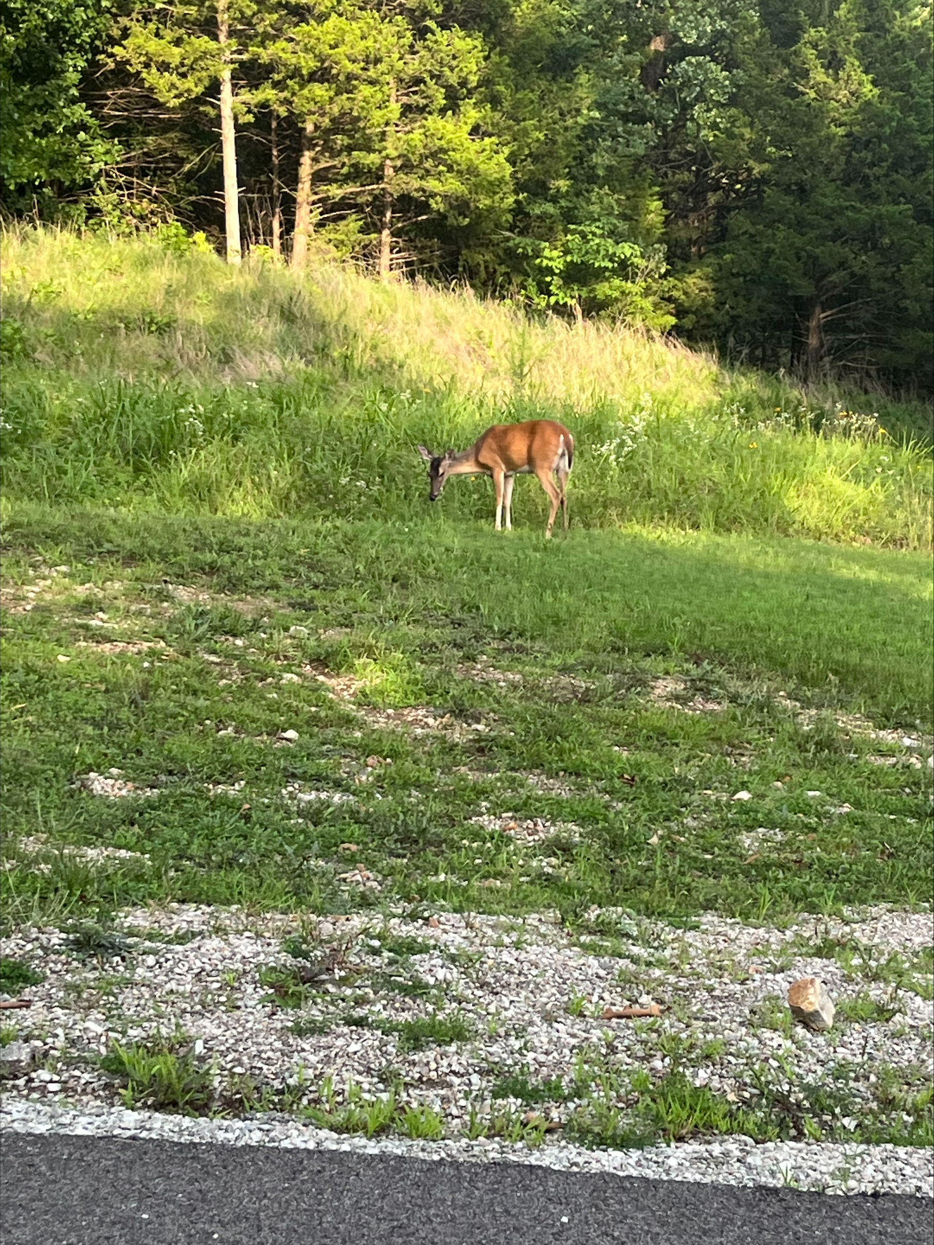 Submitted by Elizabeth Highley