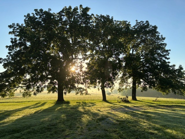 photo of trees backlit by the morning sun shining through the fog